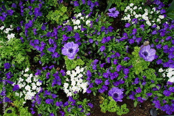 Fototapeta flowerbed