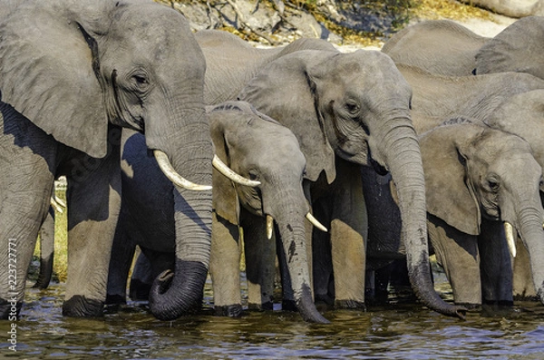 Obraz Family group of African Bush Elephants using their trunks to siphon up water and then squirt it into their mouths. They are drinking fresh water at the edge of the Chobe River. Trunk and feet are wet.