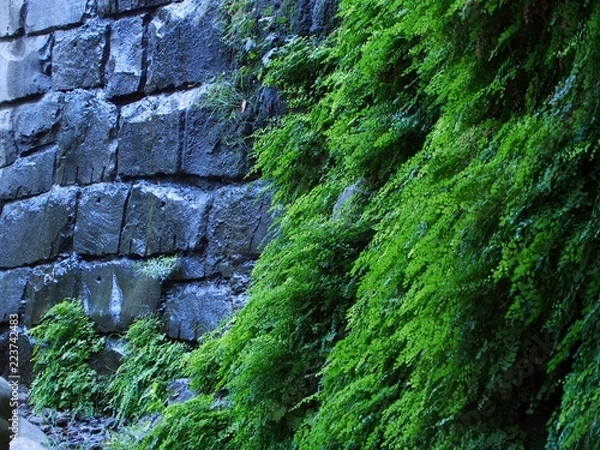 Obraz Wheelers Gorge Wall