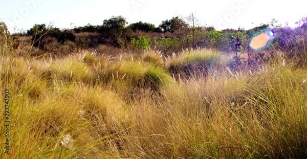 Obraz Golden River Bed