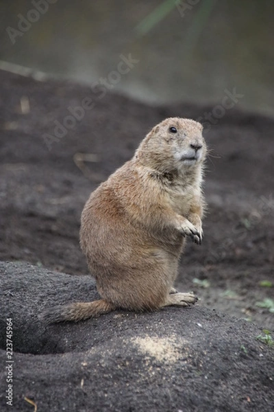 Fototapeta marmot