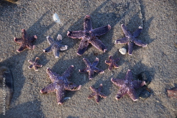 Fototapeta starfish