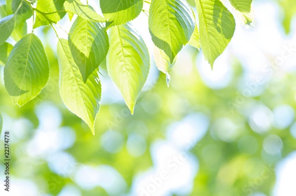 Obraz 新緑の葉桜