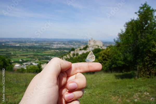 Fototapeta buttrerfly