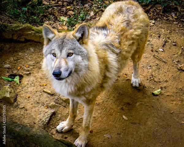 Fototapeta Himalayan wolf, a subspecies of the gray wolf, that lives in the Indian regions of Jammu, Kashmir as well as Nepal and the Himalayas