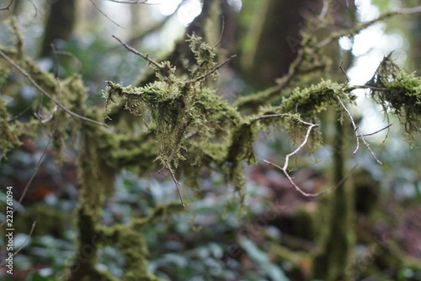 Obraz tree in forest
