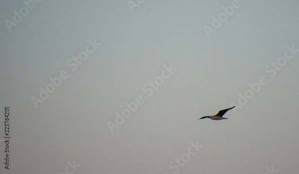 Obraz Soaring seagull in the sky