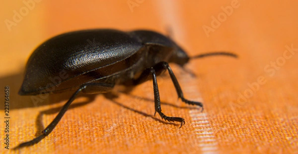 Obraz Black beetle close up