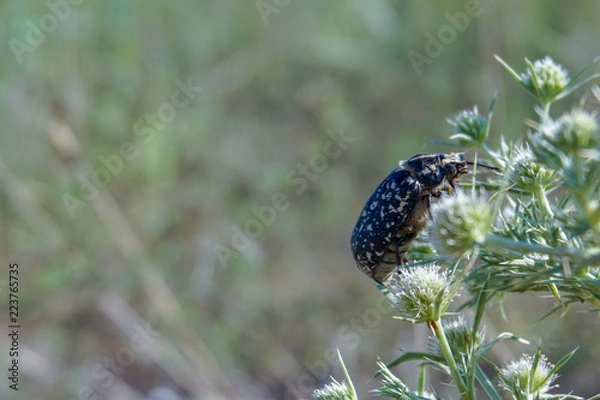Obraz Sand beetle near the beach