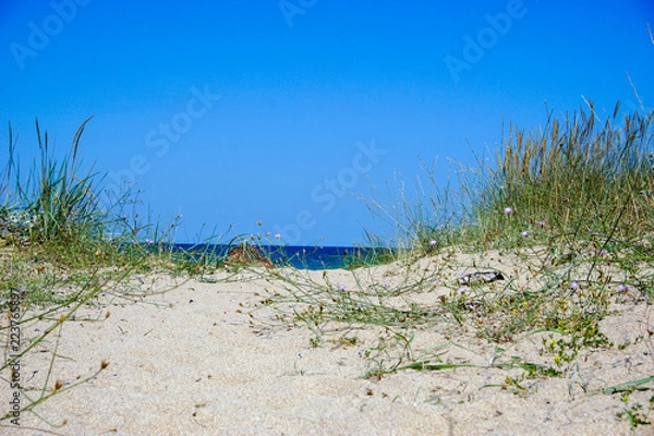 Obraz Path to the beach