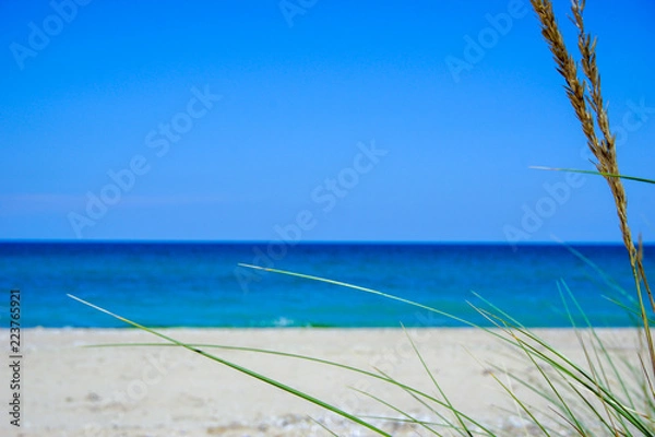 Obraz Grass on the beach