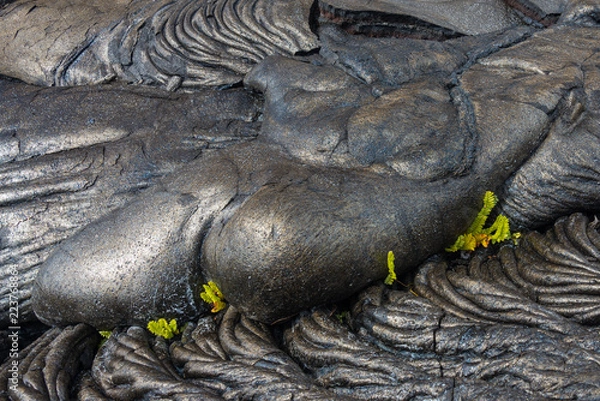 Obraz Ferns growing from recently formed basalt flow