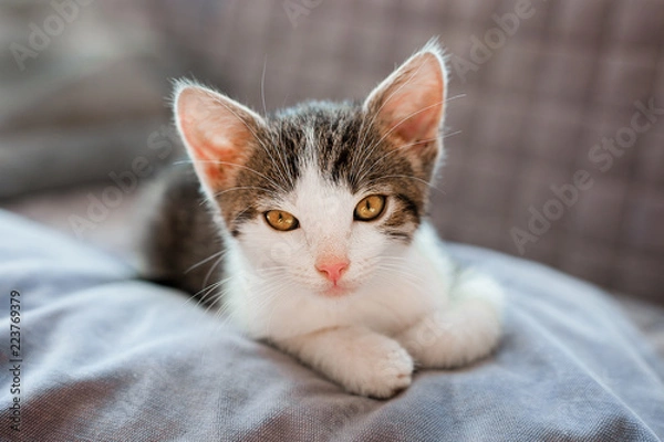Fototapeta Cute kitten resting on sofa at home, looks at the camera