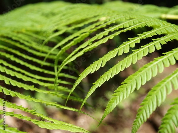 Fototapeta Promenade