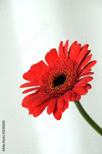 Obraz gerbera