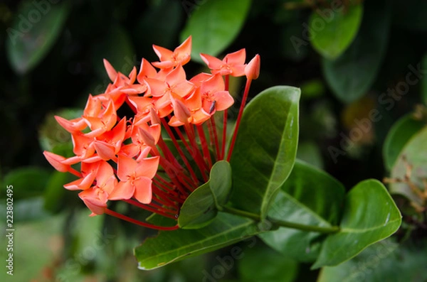 Obraz Red needles in the garden.
