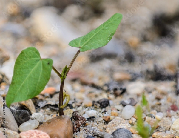Obraz young plant in soil