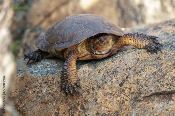 Fototapeta California western pond turtle resting on a large rock.