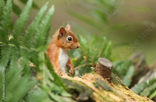 Fototapeta A beautiful Red Squirrel (Sciurus vulgaris) looking out from the bracken where it has been searching for food.
