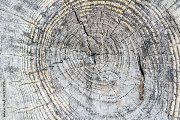 Fototapeta Tree bark texture background close-up