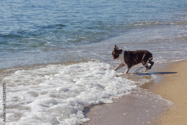 Obraz Perro contento en la playa