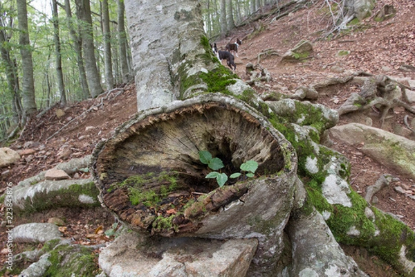 Obraz Malformación en árbol