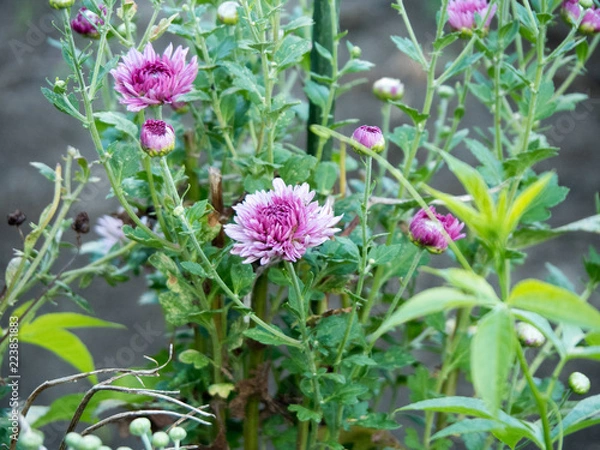 Obraz OLYMPUS DIGITAL CAMERA