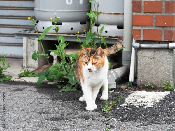 Obraz OLYMPUS DIGITAL CAMERA