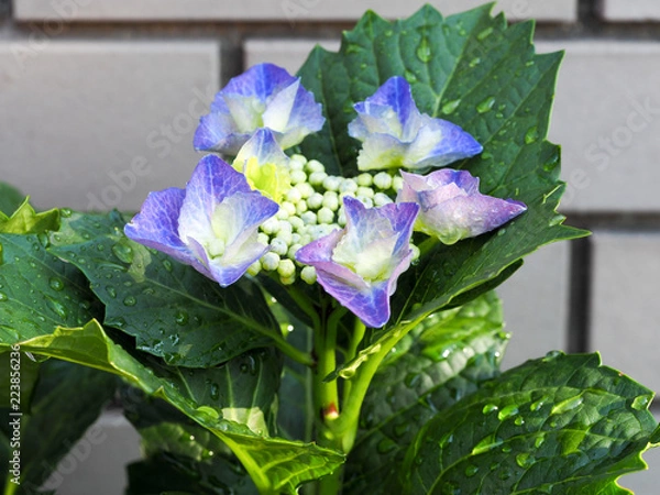 Fototapeta OLYMPUS DIGITAL CAMERA