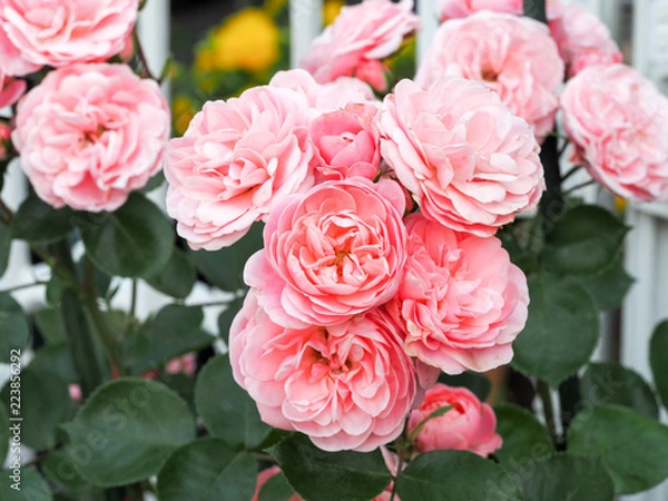 Fototapeta OLYMPUS DIGITAL CAMERA