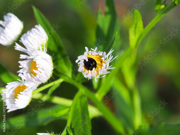 Obraz OLYMPUS DIGITAL CAMERA