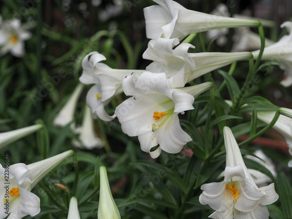 Fototapeta OLYMPUS DIGITAL CAMERA