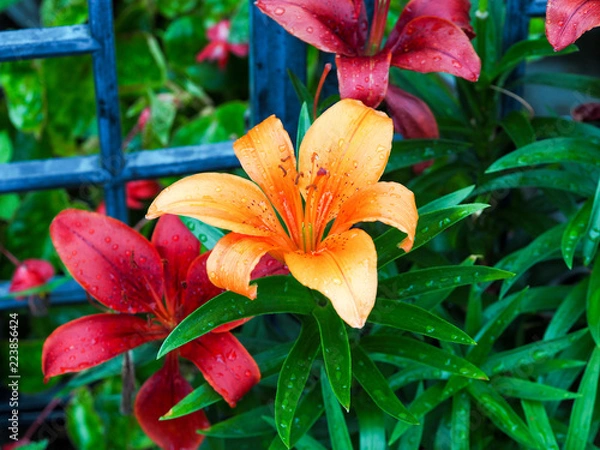 Fototapeta OLYMPUS DIGITAL CAMERA