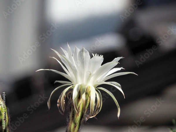 Obraz OLYMPUS DIGITAL CAMERA