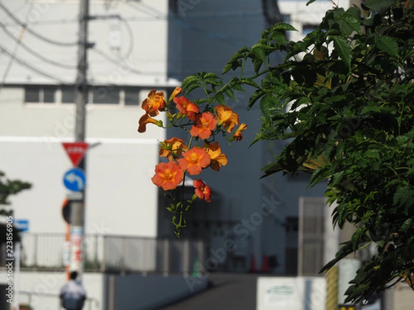 Fototapeta OLYMPUS DIGITAL CAMERA