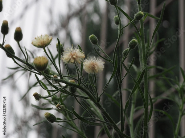 Fototapeta OLYMPUS DIGITAL CAMERA