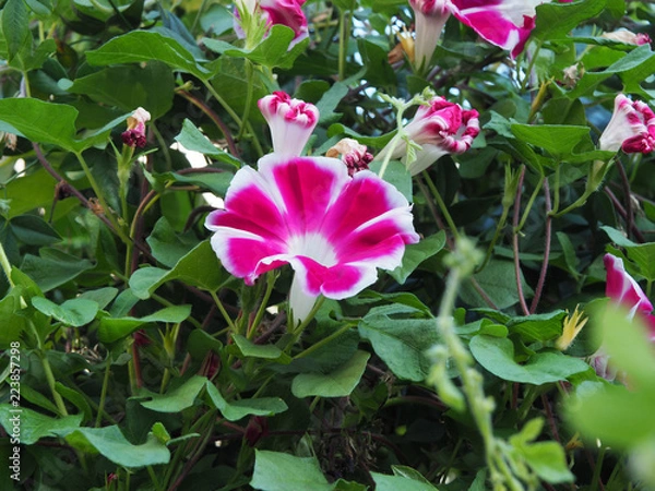 Obraz OLYMPUS DIGITAL CAMERA