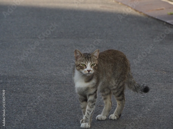 Fototapeta OLYMPUS DIGITAL CAMERA