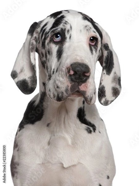 Fototapeta Great Dane puppy, 6 months old, in front of white background