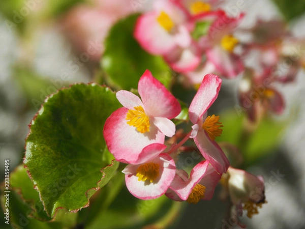 Obraz OLYMPUS DIGITAL CAMERA