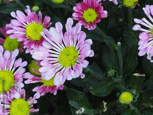 Obraz OLYMPUS DIGITAL CAMERA