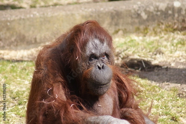 Fototapeta Orang-utan
