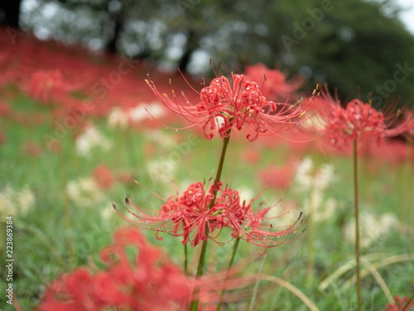 Fototapeta 彼岸花　埼玉県　権現堂にて