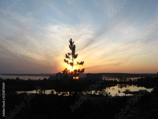 Obraz young pine in sunset rays