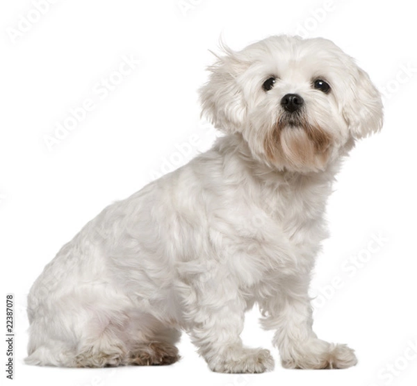 Fototapeta Maltese, 3 years old, sitting in front of white background