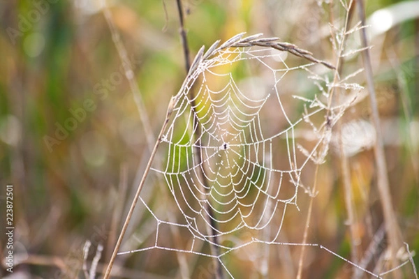 Obraz Spinnennetz