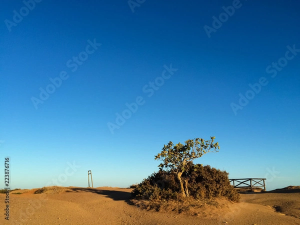 Obraz Arbre en Algarve