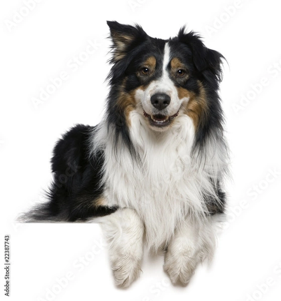 Fototapeta Australian Shepherd dog, 2 years old