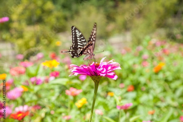 Obraz Butterfly Ecology Park