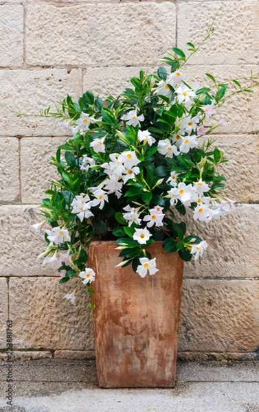 Fototapeta View of a blooming white oleander in an vintage pot against stone wall. A mediterranean summer scene from Vis island in Croatia, Europe. 